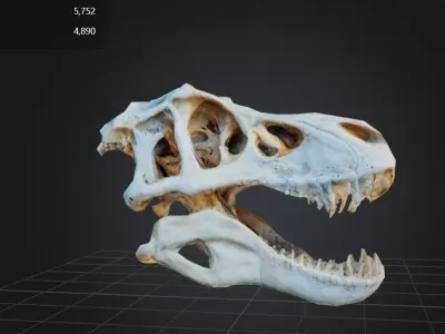 FREE T-Rex Skull Free low-poly 3D model
