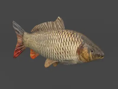 Fish Collection 3D model get