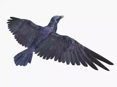 Crow Bird Dove 3D model