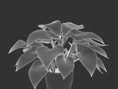  Plantain Lily Plant Potted Plant Model 