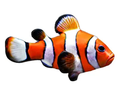 Low-Poly Clownfish Delight - Realistic 3D Model Low-poly 3D model