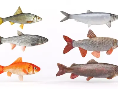 Fish Collection 3D model buy