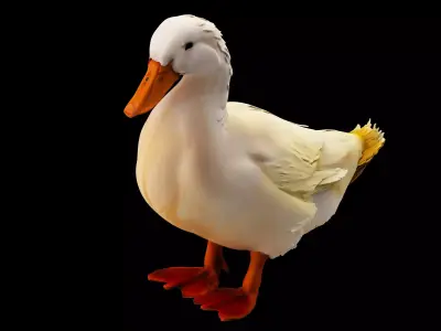 poultry 3D model