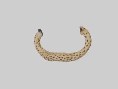 Cheetah Tail Model 3D model