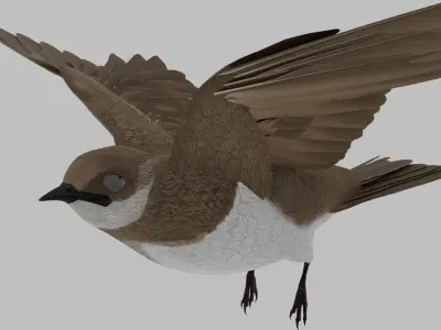 Detailed 3D Model of a Bank Swallow bird Low-poly 3D model