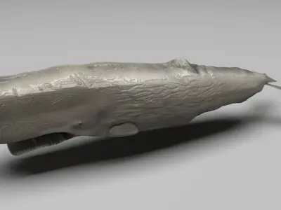 Sperm Whale 3D model shop