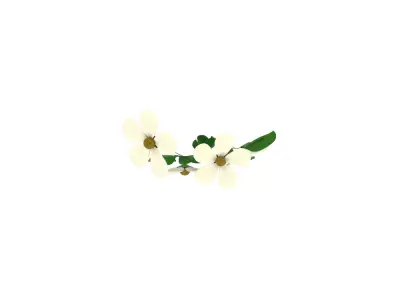 Plants Low-poly 3D model