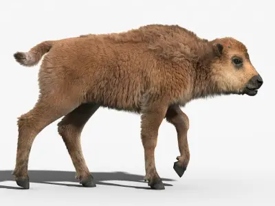 American Bison GROUP(FUR)(RIGGED) 3D model