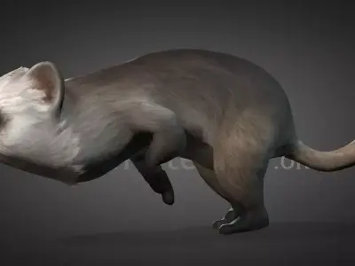 Ratel Ver1 Free 3D model