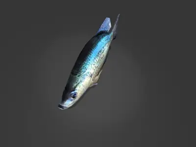 Crappie bluegill fish Low-poly 3D model