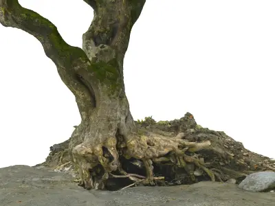  Ancient Forest Pack 16K 