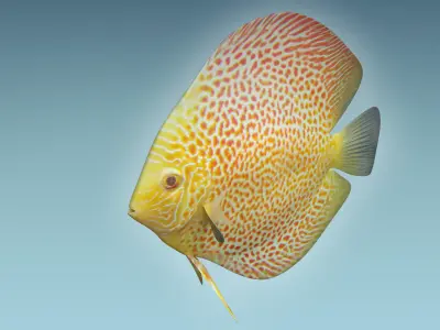 Discus Fish 5 3D model