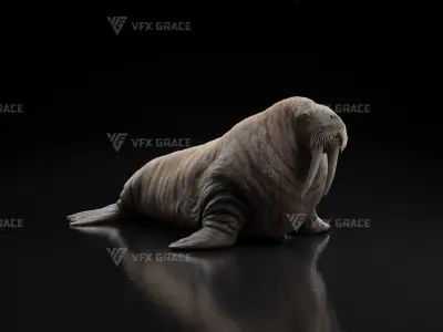 Walrus Animation - Blender 3D model