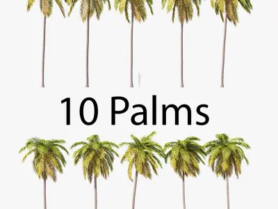 Palms Set 021-030 3D model