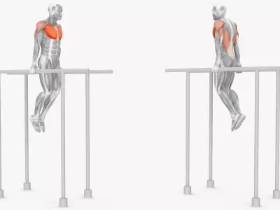 Male Muscular System Chest Dip Animated Rigged 3D model purchase
