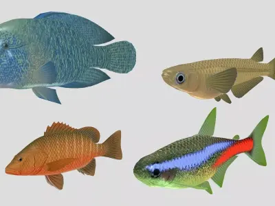 Fish Collection 07 Low-poly 3D model