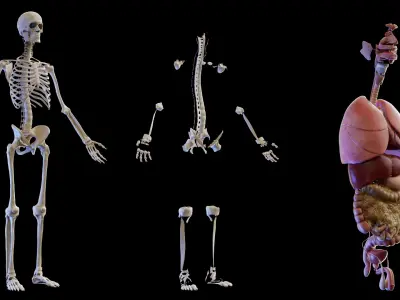 Human Complete Anatomy Elder Male 3D model