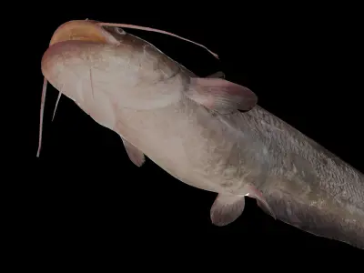 Fish Amur catfish Move 03 3D model