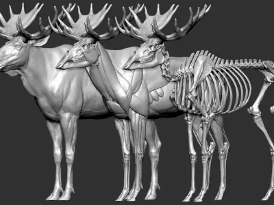 Moose Textured VFX MUSCLE SIMULATION 3D model