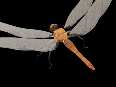 Dragonfly 3D model purchase