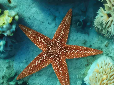 Starfish Marine Creature Model 3D model