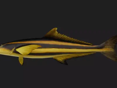 Bass fish Low-poly 3D model 12