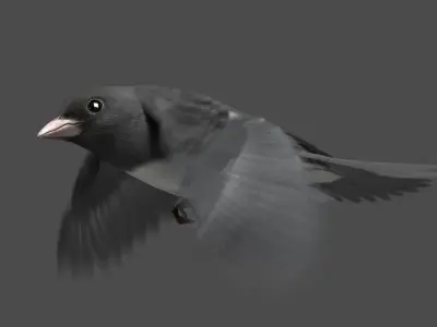 Dark-eyed Junco (Animated) 3D model
