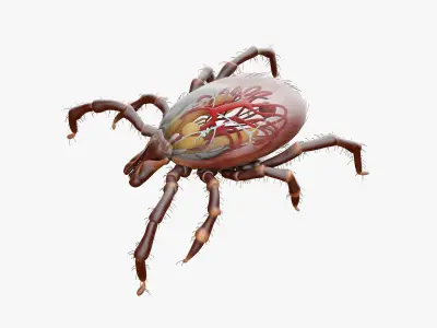 Tick Anatomy Static 3D model