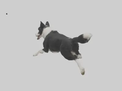 Border Collie running model 3D model