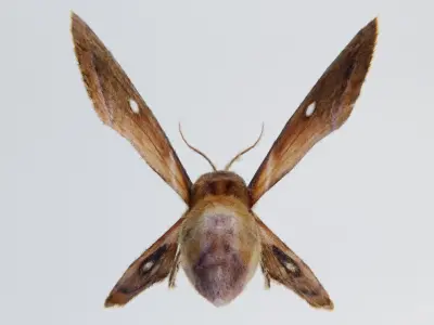 MOTH BUTTERFLY Low-poly 3D model purchase