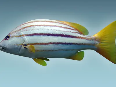 Snapper Fish 3D model