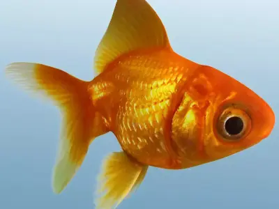 Golden Fish 3D model