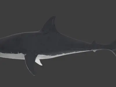 white shark Low-poly 3D model get