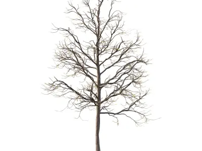 Mountain Ash Tree 07 3D model