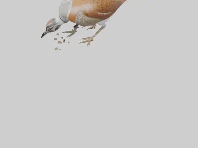 Bobwhite Quail scratching ground model 3D model