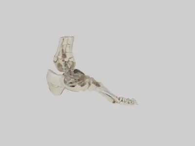 Foot skeleton Low-poly 3D model
