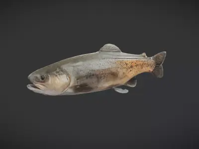 Fish - Trout Low-poly 3D model