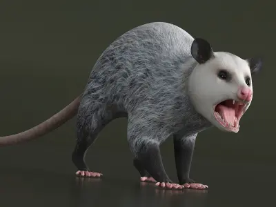  Opossum in Attacking Pose 