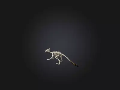 Realistic Raccoon Skeleton Model Low-poly 3D model