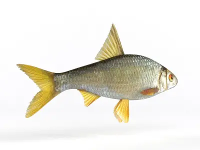 Roach Fish 3D model get