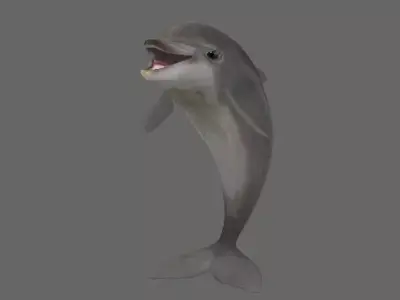 Low Poly Baby Dolphin Low-poly 3D model