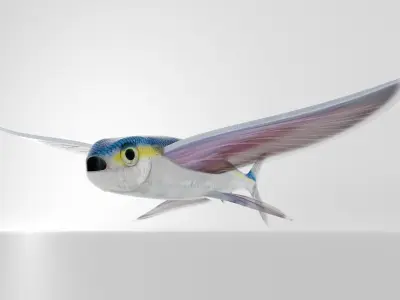 Flying Fish - Clean Mesh Low Poly 3D model