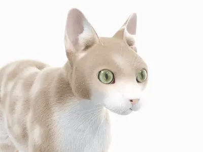  Cat Body, Skeleton and Muscles Static 