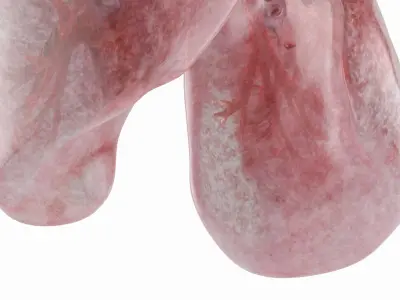 Transparent Lung Anatomy with Vascular Tree 3D model