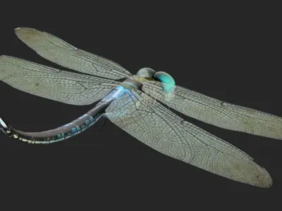 Dradon Fly Low-poly 3D model