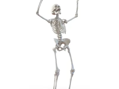 Human Skeletons Rigged Collection for Maya 3D model