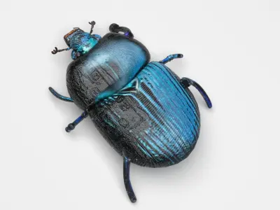 Beetle 3D model purchase