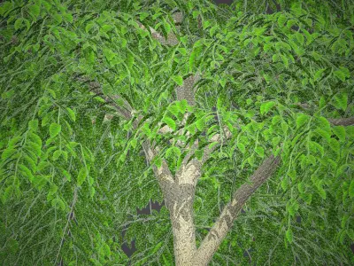 XfrogPlants Weeping Fig - Ficus Benjamina  3D model