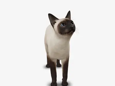 cat Siamese 3D model
