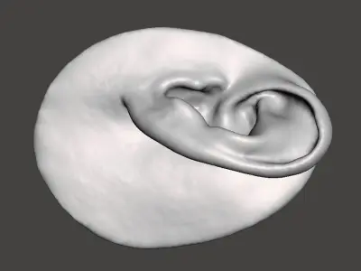 Real human ear anatomy  3D print model